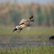 Northern pintail bird flying out of water - PhotoDune Item for Sale