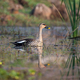 Indian spot billed duck in its habitat.  - PhotoDune Item for Sale