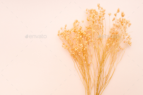 dried twigs of plant on pink background close up - Stock Photo - Images