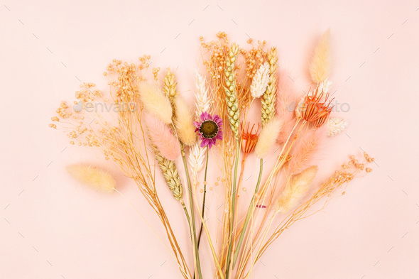 dried plants on pink pastel background close up - Stock Photo - Images