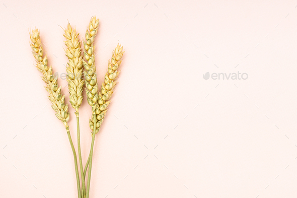 several dried spikelets on pink background closeup - Stock Photo - Images