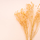 dried twigs of plant on pink background close up - PhotoDune Item for Sale