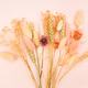 dried plants on pink pastel background close up - PhotoDune Item for Sale