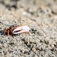 Fiddler crabs, Ghost crabs small male sea crab - PhotoDune Item for Sale