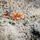 Fiddler crabs, small male sea crab is eating food - PhotoDune Item for Sale