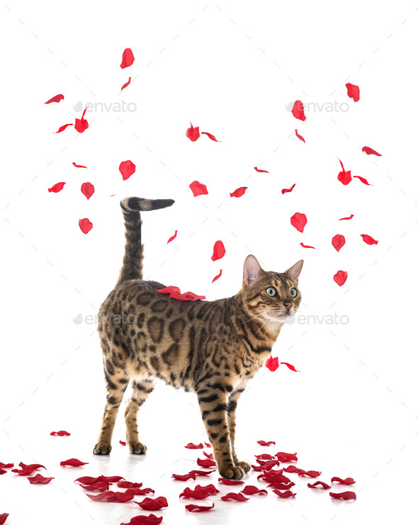 bengal cat in studio - Stock Photo - Images
