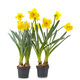 Narcissus jonquilla in studio - PhotoDune Item for Sale