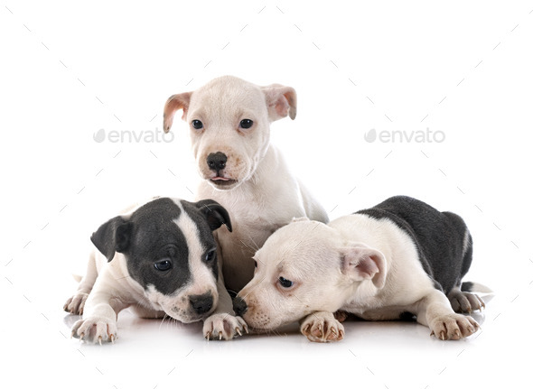 puppies staffordshire bull terrier - Stock Photo - Images