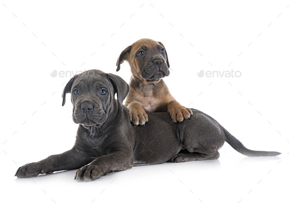 puppies cane corso - Stock Photo - Images