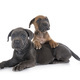 puppies cane corso - PhotoDune Item for Sale