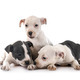 puppies staffordshire bull terrier - PhotoDune Item for Sale