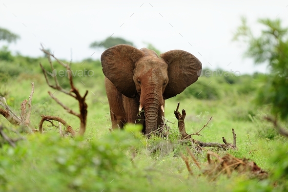 Elephant covered in mud among the logs of wood on a grass covered field