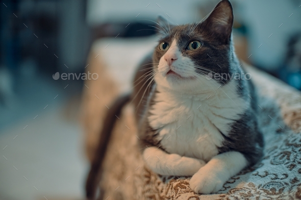 Selective focus shot of a cute domestic cat carefully observing its surroundings