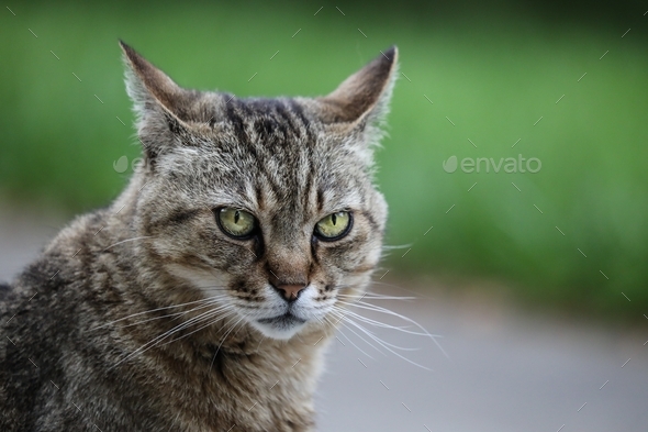 angry cat with green eyes Stock Photo