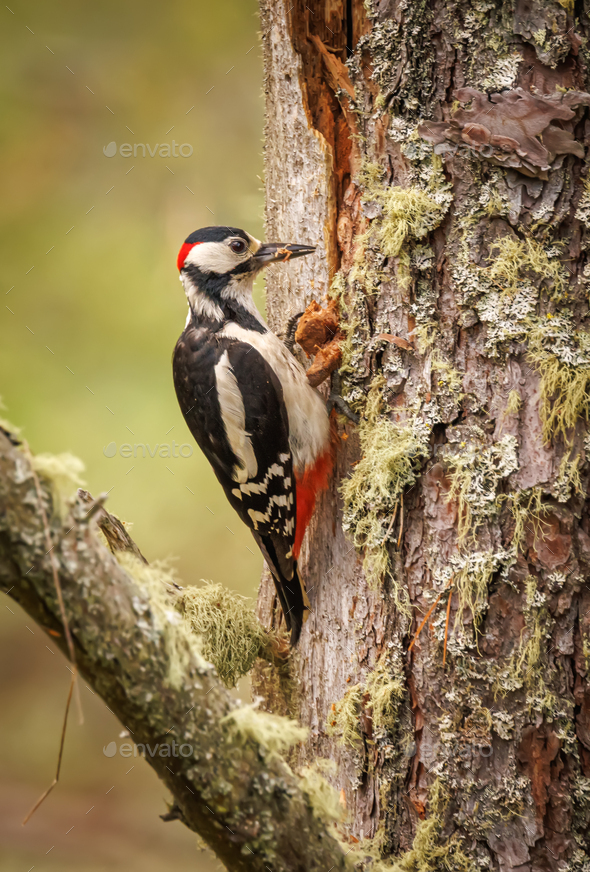 Great spotted woodpecker bird on a tree looking for food.  - Stock Photo - Images