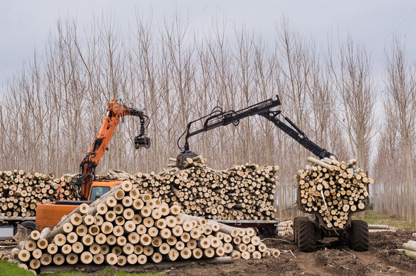 cranes for logs and woodpiles Stock Photo by scalatore1959 | PhotoDune