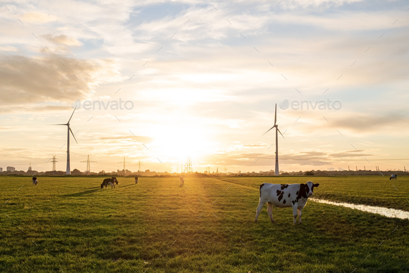 Cows graze in a pasture against the background of wind turbines, a beautiful meadow - Stock Photo - Images