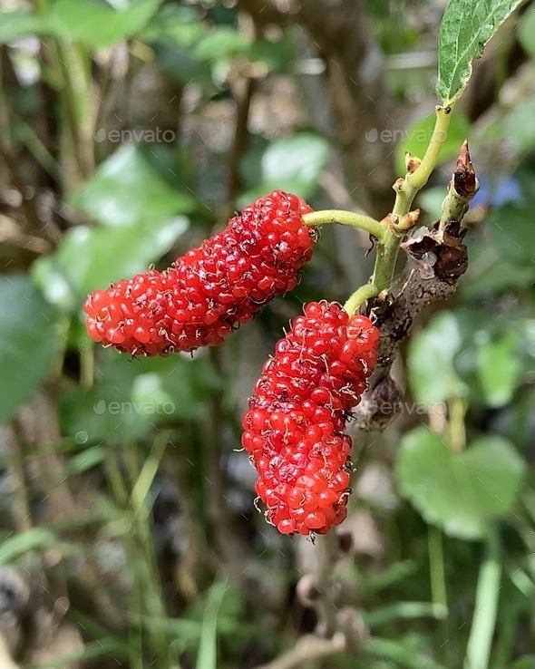 Morus alba (white mulberry) berries  - Stock Photo - Images