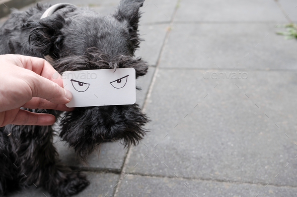 Male hand holds a white paper with drawn evil eyes, which covers part of muzzle of dog schnauzer