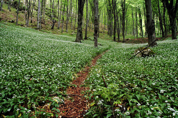Path in a forest full with blooming wild garlic plants - Stock Photo - Images