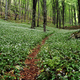 Path in a forest full with blooming wild garlic plants - PhotoDune Item for Sale