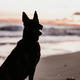Backlit dog playing on the shore of the beach. - PhotoDune Item for Sale