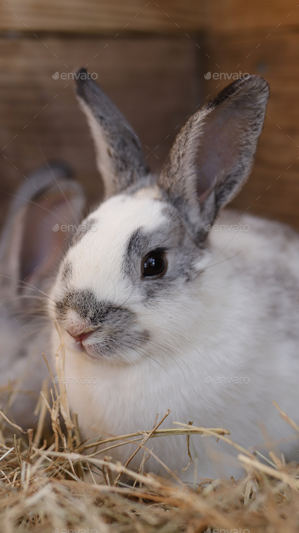portrait of cute little farm bunny - Stock Photo - Images