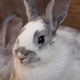 portrait of cute little farm bunny - PhotoDune Item for Sale