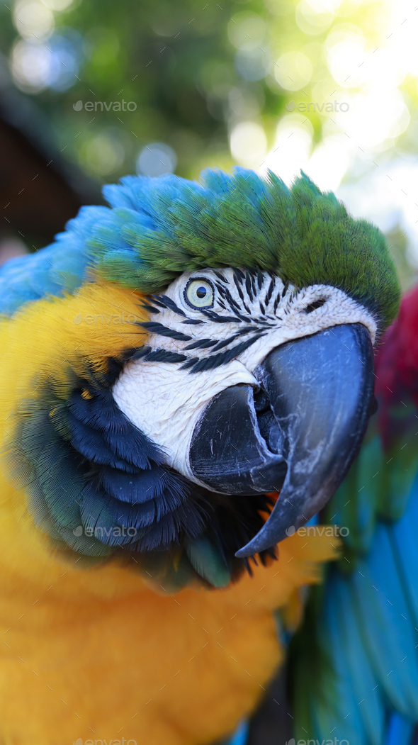 Macaw in yellow and blue - Stock Photo - Images