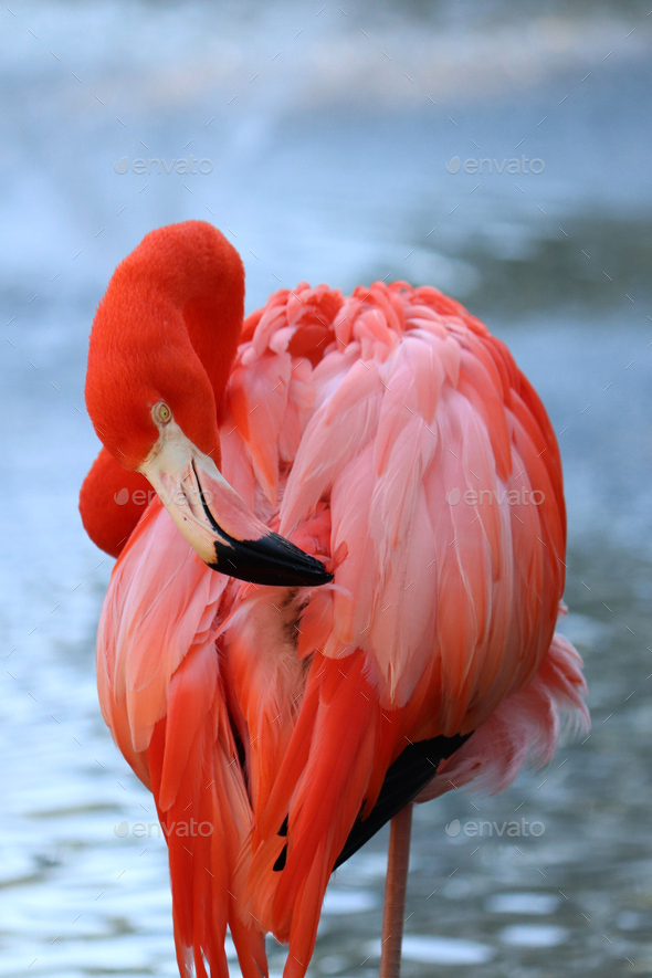 Flamingo - Stock Photo - Images