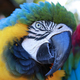 Macaw in yellow and blue - PhotoDune Item for Sale