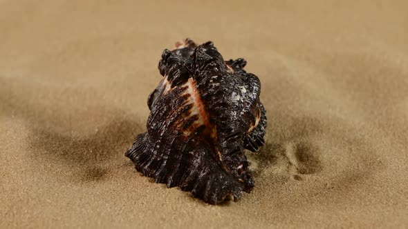 Unusual Black Marine Seashell on Sand, Rotation, Close Up alt