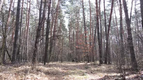 Trees in a Pine Forest During the Day Aerial View alt