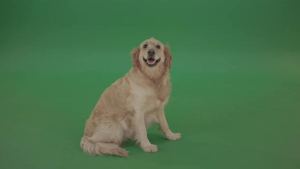 Full Size Golden Retriever Green Screen Dog Sittng Isolated On Green Screen 4 K Video Footage alt