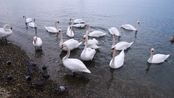 White swans swim in the sea near the shore alt