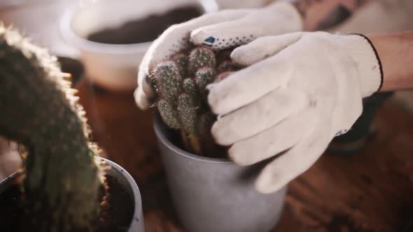 Man's Hands in Gloves Transplanting Plant Cactus Into New Pot. Planting Home Plants Indoors. Hands
