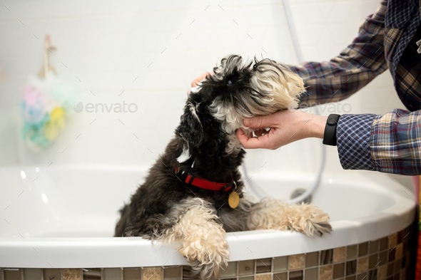 The Schnauzer dog is standing in the bathroom, the owner's hands are ...