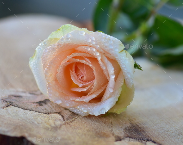 Close up view of nice rose flower with water drops - Stock Photo - Images
