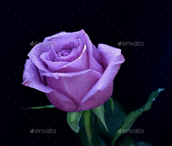 Beautiful purple rose on black background - Stock Photo - Images