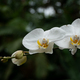 White orchid  - PhotoDune Item for Sale