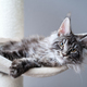 Tabby grey maine coon kitten with tassel ears at home - PhotoDune Item for Sale