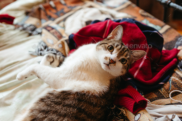 Cute Big Tabby Cat Looking at Camera - Stock Photo - Images