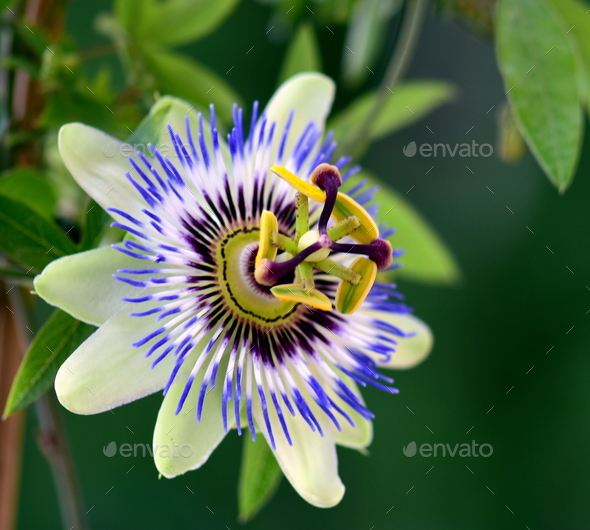 Close-up shot of a beautiful passion flower isolated in its natural environment - Stock Photo - Images
