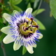 Close-up shot of a beautiful passion flower isolated in its natural environment - PhotoDune Item for Sale