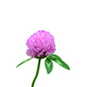 Pink clover flower isolated cutout - PhotoDune Item for Sale