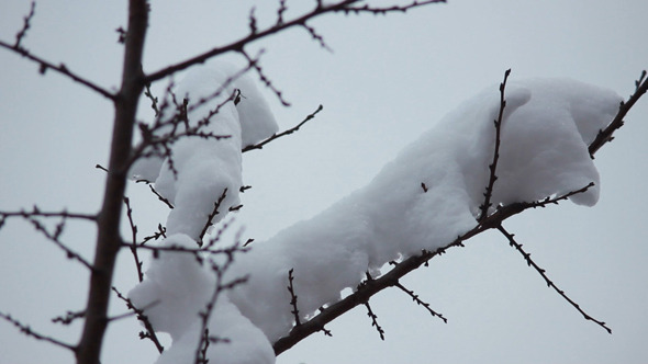 Snow on the Branches 2