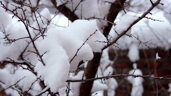 Snow on the Branches 4