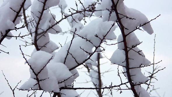 Snow On The Branches 5