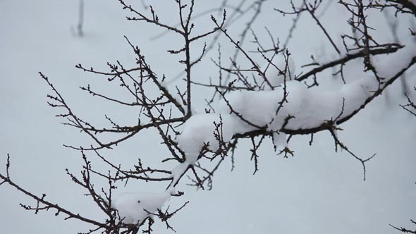 Snow on the Branches 7