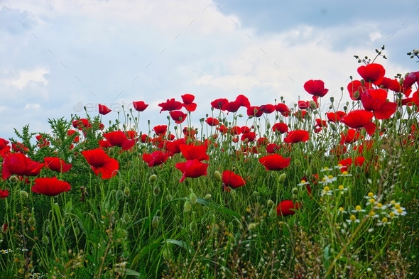 Beautiful red poppies - Stock Photo - Images